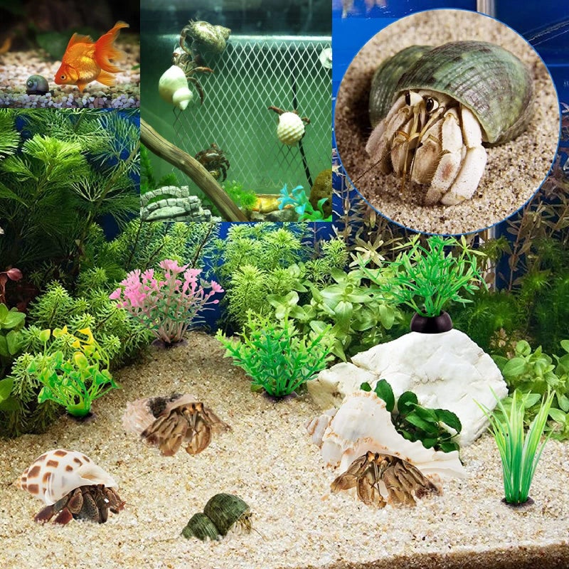 QICQDRAM QEQEKAKA 15PCS Hermit Crab Shells (7 Types) Natural Hermit Crab Shells, for Small to Large Hermit Crab Turbo Shells Hermit Crab Supplies Visit The QICQDRAM Store - Image 4